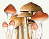 mushroom cultivation